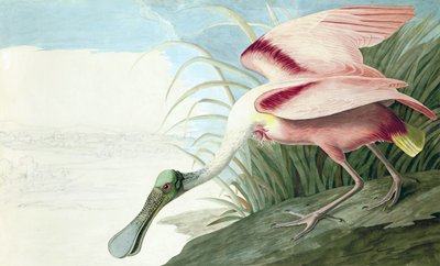 Roseate Spoonbill, Platalea Ajaja, from The Birds of America by John J. Audubon, pub. 1827-38 by John James Audubon
