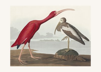 Scarlet Ibis from Birds of America (1827) by John James Audubon