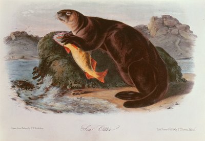 Sea Otter by John James Audubon