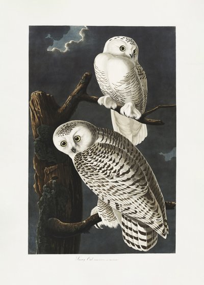 Snowy Owl from Birds of America (1827) by John James Audubon