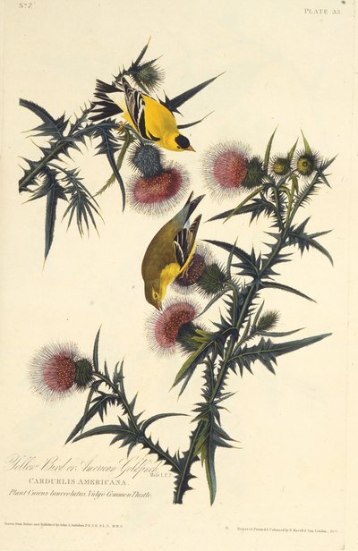 The American goldfinch. From The Birds of America, 1827-1838 by John James Audubon