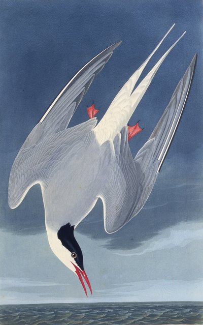 The Arctic tern. From The Birds of America by John James Audubon