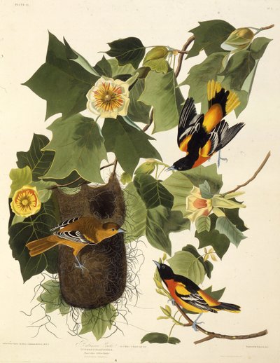 The Baltimore Oriole. From The Birds of America by John James Audubon
