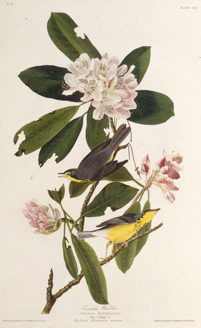 The Canada warbler, from The Birds of America by John James Audubon