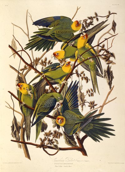The Carolina Parakeet, From The Birds of America by John James Audubon