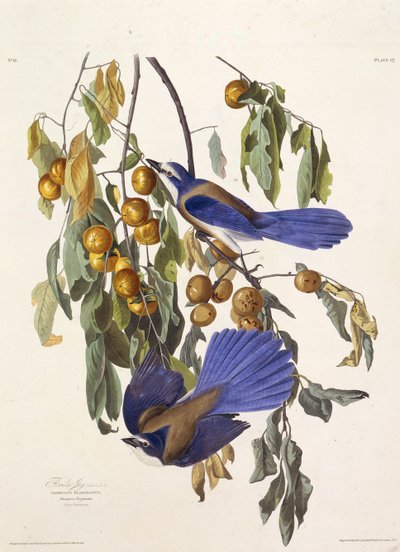 The Florida Scrub Jay. From The Birds of America by John James Audubon