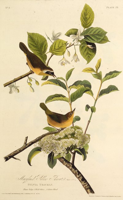 The Maryland Yellowthroat (From The Birds of America) by John James Audubon
