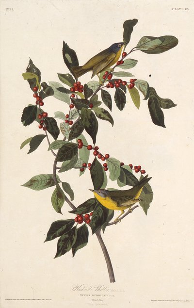 The Nashville Warbler. From The Birds of America by John James Audubon