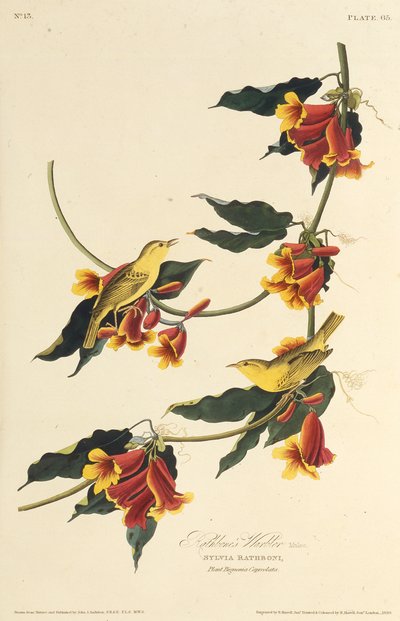 The Rathbone Warbler. From The Birds of America by John James Audubon