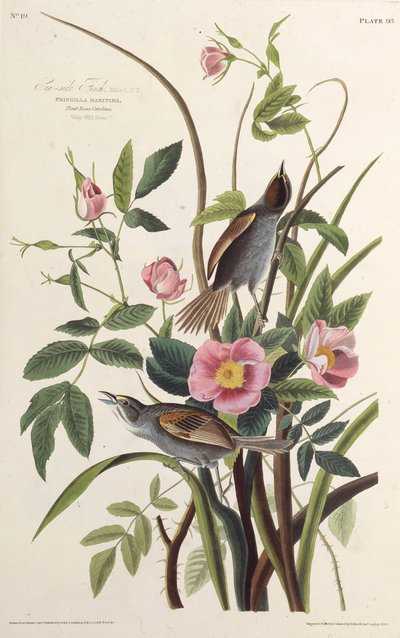 The Sea-side Finch. From The Birds of America, 1827-1838 by John James Audubon
