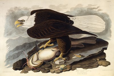 The Bald Eagle. From The Birds of America by John James Audubon