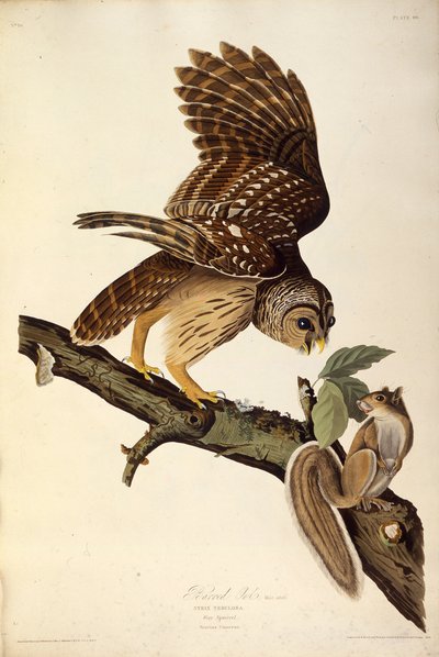 The Barred Owl (from The Birds of America, 1827-1838) by John James Audubon