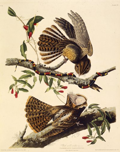 The chuck-wills-widow. From The Birds of America, 1827-1838 by John James Audubon