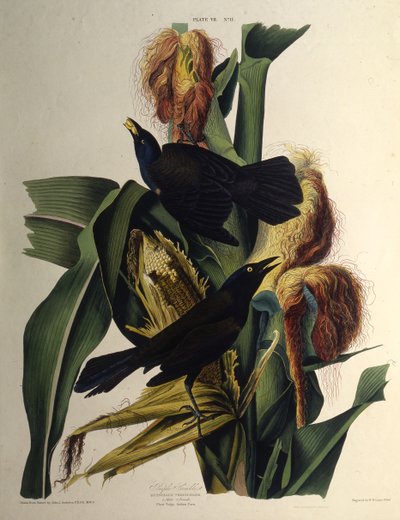 The common grackle (From The Birds of America) by John James Audubon