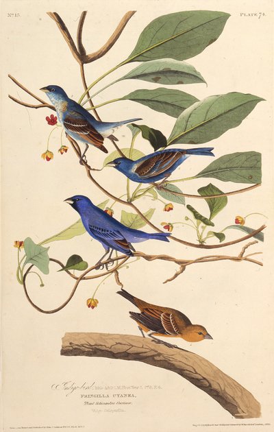 The indigobirds. From The Birds of America, 1827-1838 by John James Audubon