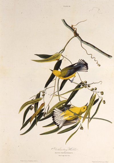 The prothonotary warbler. From The Birds of America by John James Audubon