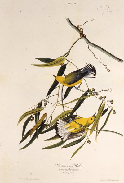The Prothonotary Warbler by John James Audubon