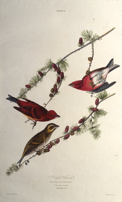 The Purple Finch. From The Birds of America by John James Audubon