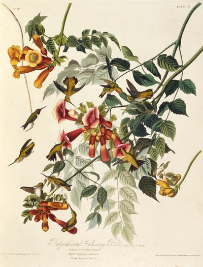 The Ruby-Throated Hummingbird. From The Birds of America by John James Audubon