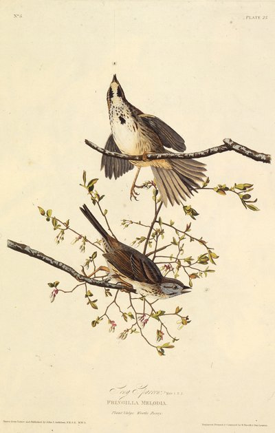 The Song Sparrow. From The Birds of America, 1827-1838 by John James Audubon