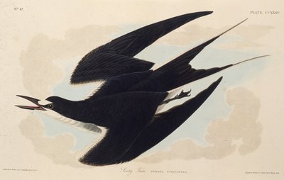 The sooty tern. From The Birds of America, 1827-1838 by John James Audubon