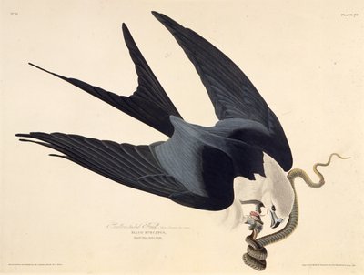 The swallow-tailed kite. From The Birds of America by John James Audubon