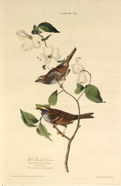 The white-throated sparrow. From The Birds of America by John James Audubon