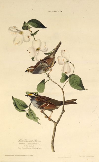 The White-Throated Sparrow (From The Birds of America) by John James Audubon