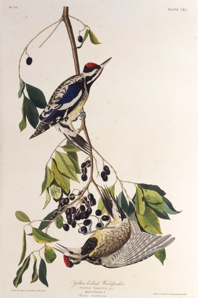 The Yellow-Bellied Sapsucker. From The Birds of America by John James Audubon
