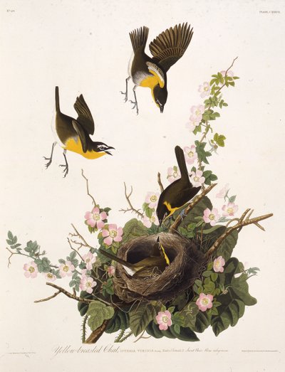 The Yellow-Breasted Chat. From The Birds of America by John James Audubon