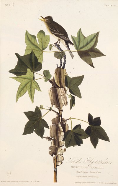 Traill