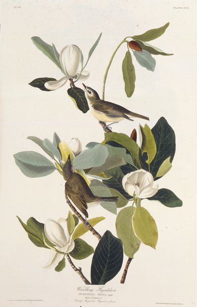 Warbling Flycatcher. From The Birds of America by John James Audubon