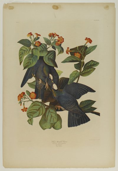 White-headed Pigeon by John James Audubon