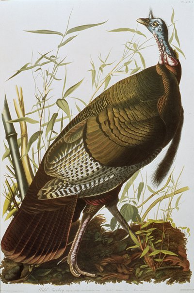 Wild Turkey, from 