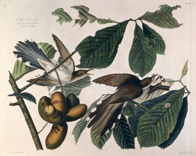 Yellow-billed Cuckoo, from 