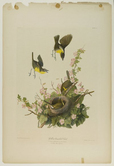 Yellow-Breasted Chat, Printed by Julien Bien and Published by Roe Lockwood & Son, 1861 by John James Audubon