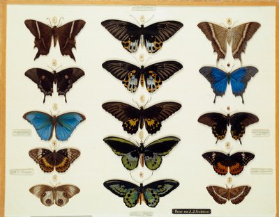 Zoology: Plate of Butterflies (Painted on Glass) by John James Audubon