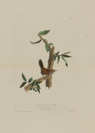 Bewicks Long Tailed Wren, from Birds of America, engraved by Robert Havell by John James after Audubon