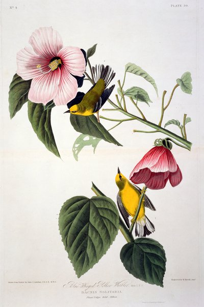 Blue Winged Yellow Warbler, from Birds of America, engraved by Robert Havell by John James after Audubon