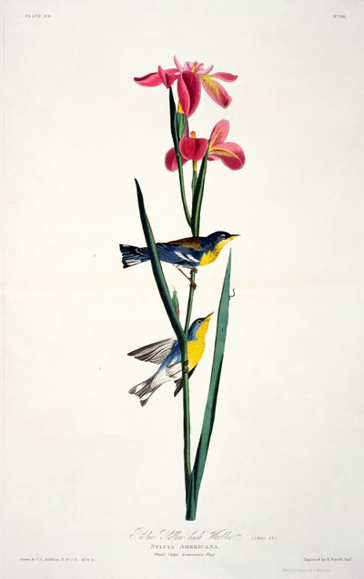 Blue Yellow-back Warbler, from Birds of America, engraved by Robert Havell by John James after Audubon