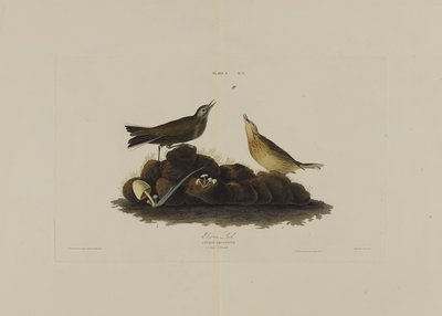 Brown Lark, from Birds of America, engraved by Robert Havell by John James after Audubon