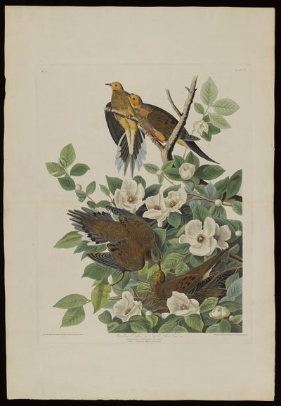 Carolina Pigeon or Turtle Dove, from Birds of America, engraved by Robert Havell by John James after Audubon