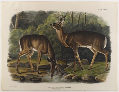 Common or Virginia Deer, engraved by John T. Bowen by John James after Audubon