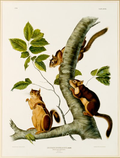Douglas Squirrel, from the folio The Viviparous Quadrupeds of North America, published in 1845 by John James after Audubon