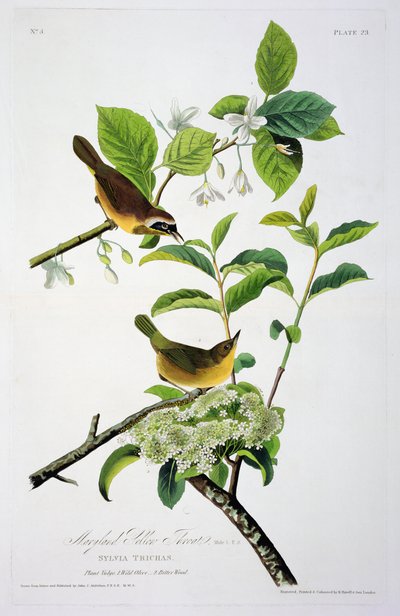 Maryland Yellow Throat, from Birds of America, engraved by Robert Havell by John James after Audubon