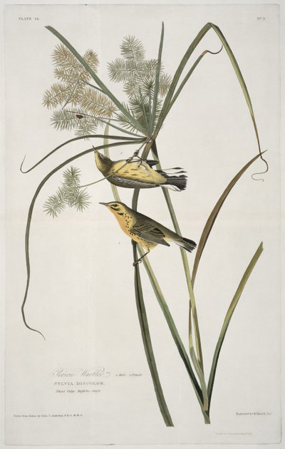 Prairie Warbler, from Birds of America, engraved by Robert Havell by John James after Audubon