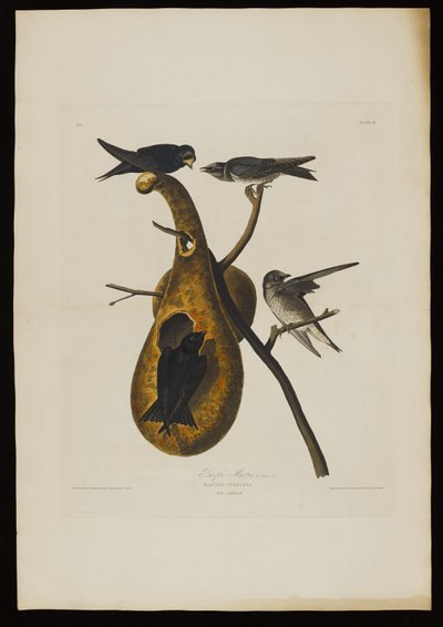 Purple Martin, from Birds of America, engraved by Robert Havell by John James after Audubon