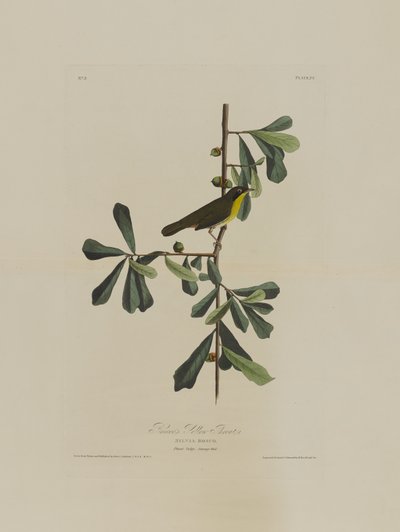 Roscoes Yellow Throat, from Birds of America, engraved by Robert Havell by John James after Audubon
