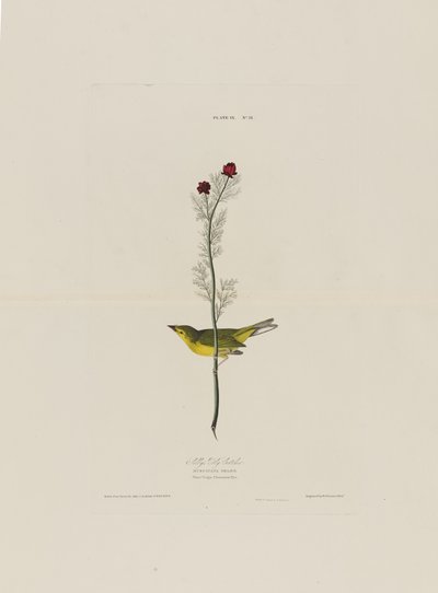 Selbys Fly Catcher, from Birds of America, engraved by Robert Havell by John James after Audubon