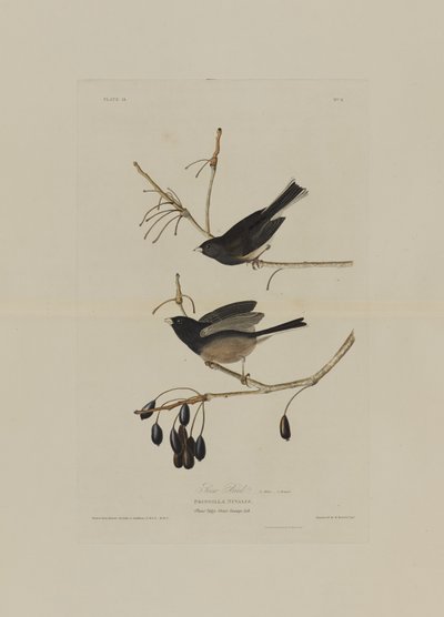 Snow Bird, from Birds of America, engraved by Robert Havell by John James after Audubon